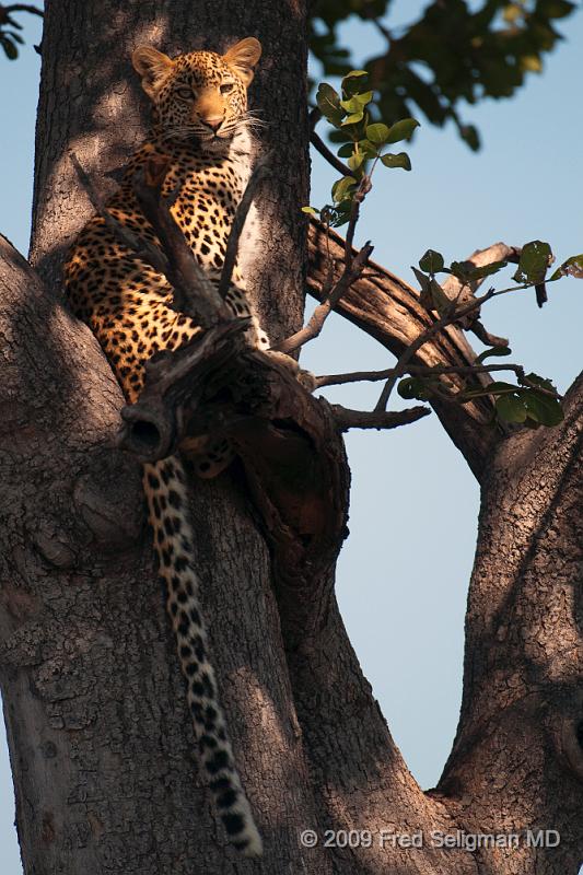 20090613_120142 D300 (1) X1.jpg - We found this particular leopard hding in a tree